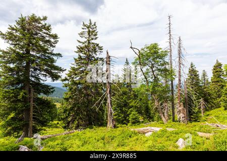 Alberi morti a causa dell'inquinamento atmosferico e delle piogge acide nei Monti Giganti in Polonia Foto Stock