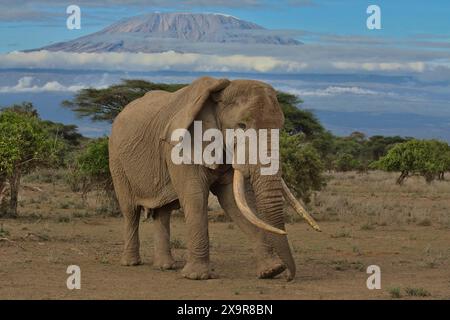 vista laterale del maestoso elefante toro africano conosciuto come pascal, con il monte kilimanjaro sullo sfondo nella selvaggia savana di kimana sanctu Foto Stock