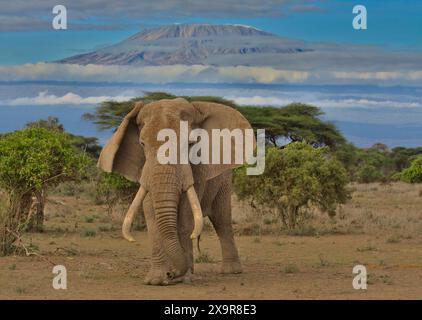 pascal, il maestoso elefante africano toro si erge allertato nella savana selvaggia del santuario di kimana, kenya, con il monte kilimanjaro sullo sfondo Foto Stock