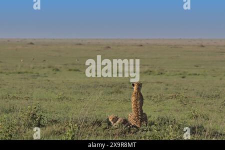madre ghepardo con il suo cucciolo seduto in allerta e scansionando l'orizzonte alla ricerca di prede nella selvaggia savana delle pianure dei namiri nel parco nazionale del serengeti, tanzania Foto Stock