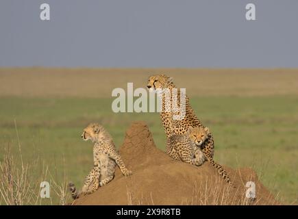 madre ghepardo e i suoi adorabili cuccioli che riposano su una collina di termiti che scansionano le pianure alla ricerca di cibo nel selvaggio parco nazionale del serengeti, tanzania Foto Stock