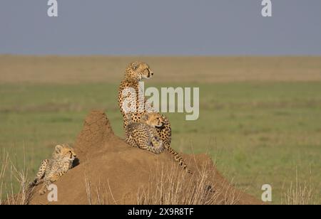 madre ghepardo e simpatici cuccioli seduti su un tumulo di termiti in guardia e a guardare il cibo nelle pianure selvagge del parco nazionale del serengeti, tanzania, Foto Stock