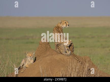 ghepardo e adorabili cuccioli seduti su una collina di termiti alla ricerca di prede nella selvaggia savana del parco nazionale del serengeti, tanzania Foto Stock