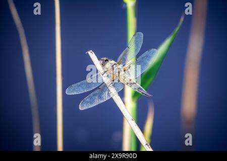 La libellula a quattro macchie è una libellula comune in Europa con ali in maglia traslucida e un corpo di colore giallo-marrone Foto Stock