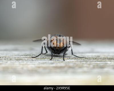 Una tipica mosca di fiori o bottiglie (Calliphora vicina) rivolta verso la macchina fotografica mentre riposa su legno intempestivo Foto Stock