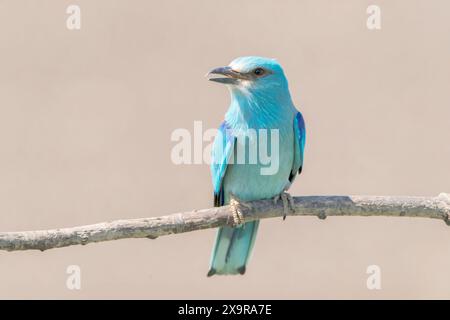 European Roller, Coracias garrulus, adulto singolo arroccato sul ramo, Hortobagy, Ungheria, 30 aprile 2024 Foto Stock