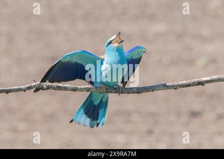 European Roller, Coracias garrulus, singolo adulto atterraggio su Branch, Hortobagy, Ungheria, 30 aprile 2024 Foto Stock