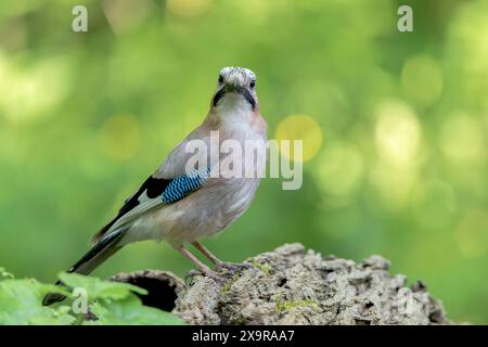 Jay eurasiatico, Garrulus glendarius, adulto singolo in piedi sulla roccia nella foresta, Hortobagy, Ungheria Foto Stock