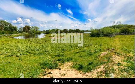 Dune di Castricum aan Zee (Schoorlse Duinen) sul Mare del Nord olandese. Egmond aan Zee, Paesi Bassi, Europa. Foto Stock