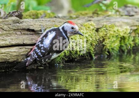 Picchio maculato di mezzo, Dendrocoptes medius, bagno per un adulto nella piscina nella foresta di Hortobagy, Ungheria Foto Stock