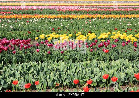Beautiful tulip fields in Egmond aan den Hoef. The Netherlands. Foto Stock