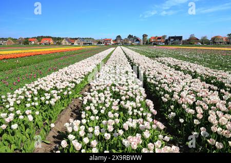 Beautiful tulip fields in Egmond aan den Hoef. The Netherlands. Foto Stock