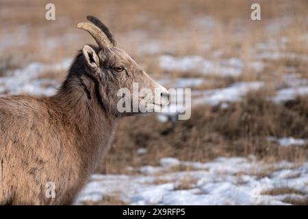 Profilo di una pecora femmina di Big Horn nel Parco Nazionale di Yellowstone, in inverno. Foto Stock