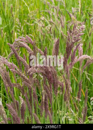 Alti steli verdi di Yorkshire Fog Grass (Holcus lanatus) con teste di fiori viola che crescono nel Leicestershire Field a giugno, Inghilterra, Regno Unito Foto Stock