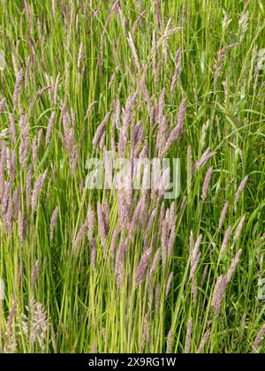 Alti steli verdi di Yorkshire Fog Grass (Holcus lanatus) con teste di fiori viola che crescono nel Leicestershire Field a giugno, Inghilterra, Regno Unito Foto Stock