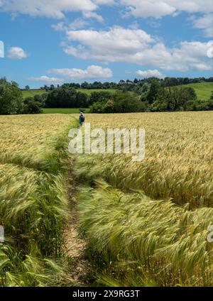 Donna che cammina lungo uno stretto sentiero attraverso il campo di Barley verso Burrough on the Hill, Leicestershire, Inghilterra, Regno Unito Foto Stock