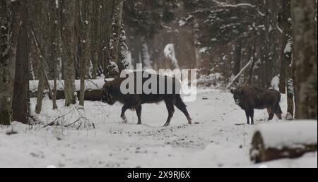 Vitello maschio bisonte e adulto nella foresta invernale, nella foresta di Bialowieza, Polonia, Europa Foto Stock