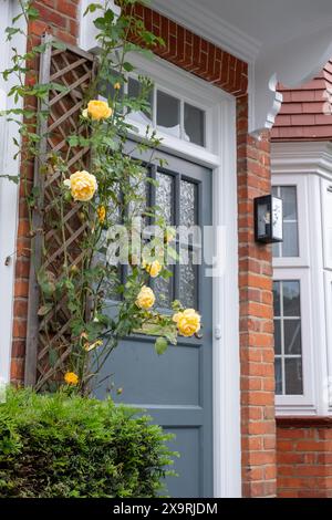 Vista frontale esterna della casa residenziale edoardiana in mattoni rossi nel sobborgo nord di Londra, con porta dipinta di grigio, baldacchino in legno e rose da arrampicata gialle. Foto Stock