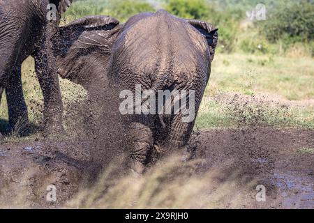 Namibia, regione di Zambezia (Caprivi), Mahango Game Park, elefante africano (Loxodonta africana) Foto Stock