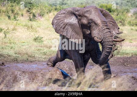 Namibia, regione di Zambezia (Caprivi), Mahango Game Park, elefante africano (Loxodonta africana) Foto Stock