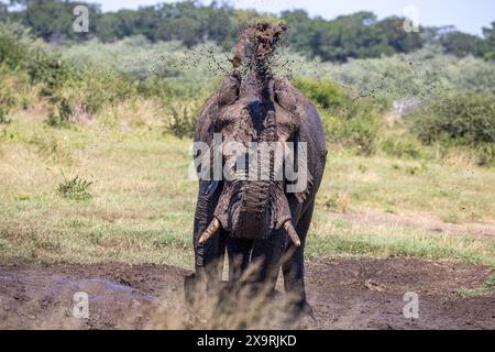 Namibia, regione di Zambezia (Caprivi), Mahango Game Park, elefante africano (Loxodonta africana) Foto Stock