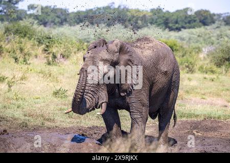 Namibia, regione di Zambezia (Caprivi), Mahango Game Park, elefante africano (Loxodonta africana) Foto Stock