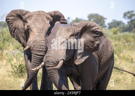 Namibia, regione di Zambezia (Caprivi), Mahango Game Park, elefante africano (Loxodonta africana) Foto Stock