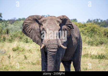 Namibia, regione di Zambezia (Caprivi), Mahango Game Park, elefante africano (Loxodonta africana) Foto Stock