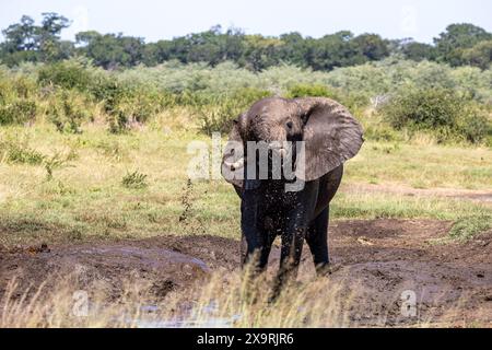 Namibia, regione di Zambezia (Caprivi), Mahango Game Park, elefante africano (Loxodonta africana) Foto Stock