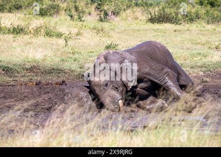 Namibia, regione di Zambezia (Caprivi), Mahango Game Park, elefante africano (Loxodonta africana) Foto Stock