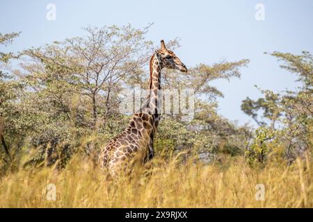 Namibia, regione di Zambezia (Caprivi), Mahango Game Park, Giraffe (Giraffa camelopardalis) Foto Stock