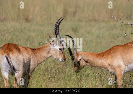 Namibia, regione di Zambezia (Caprivi), Mahango Game Park, Red Lechwe (Kobus leche) Foto Stock