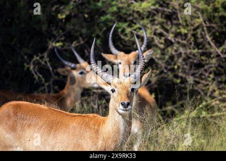 Namibia, regione di Zambezia (Caprivi), Mahango Game Park, Red Lechwe (Kobus leche) Foto Stock