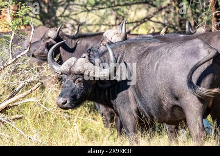 Namibia, regione di Zambezia (Caprivi), Mahango Game Park, Buffalo africano (Syncerus caffer) Foto Stock