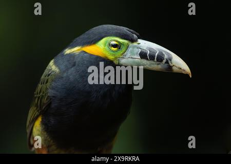 Un maschio Toucanet (Selenidera maculirostris) con fattura a punti proveniente dalla foresta pluviale atlantica del Brasile meridionale Foto Stock