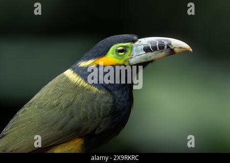 Un maschio Toucanet (Selenidera maculirostris) con fattura a punti proveniente dalla foresta pluviale atlantica del Brasile meridionale Foto Stock