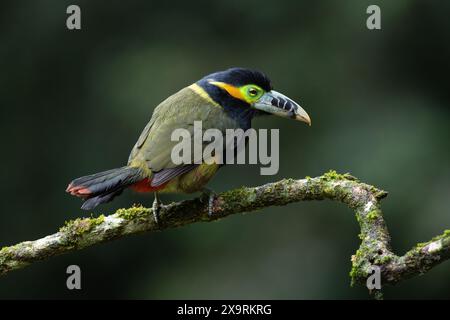 Un maschio Toucanet (Selenidera maculirostris) con fattura a punti proveniente dalla foresta pluviale atlantica del Brasile meridionale Foto Stock