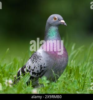 Columba livia detto piccione (roccia o domestico) nell'erba. Primo piano verticale. Foto Stock