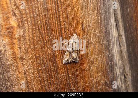 Lacanobia contigua famiglia Noctuidae genere Lacanobia bella falena broccata natura selvaggia fotografia di insetti, foto, carta da parati Foto Stock