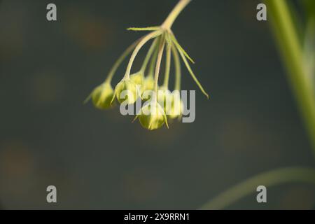 Primo piano di boccioli di fiori di alghe del latte (Gomphocarpus physocarpus) comunemente noti come piante di cigno, e coltivati in giardini per attirare farfalle monarca. Foto Stock