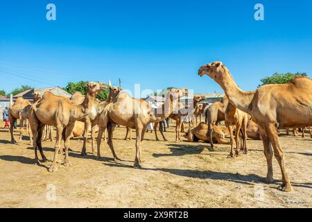 Molti cammelli in vendita al mercato del bestiame di Hargeisa, Somaliland Foto Stock