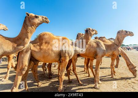 Molti cammelli in vendita al mercato del bestiame di Hargeisa, Somaliland Foto Stock