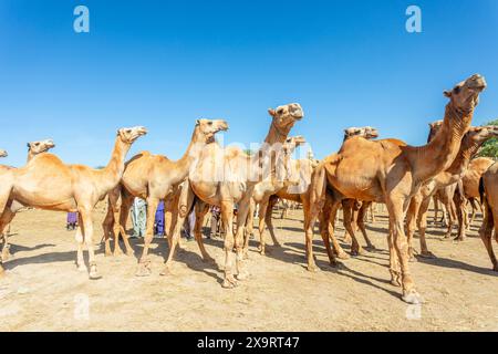 Molti cammelli in vendita al mercato del bestiame di Hargeisa, Somaliland Foto Stock