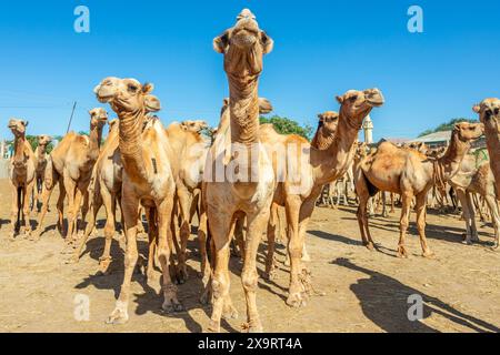 Molti cammelli in vendita al mercato del bestiame di Hargeisa, Somaliland Foto Stock