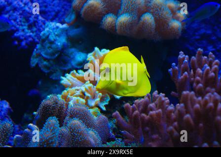 Il tang giallo (Zebrasoma flavescens), pesci d'acquario giallo di acqua salata della famiglia Acanthuridae Foto Stock