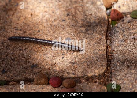 Il centipede marrone strizza sulle pietre nell'ombra in primo piano Foto Stock