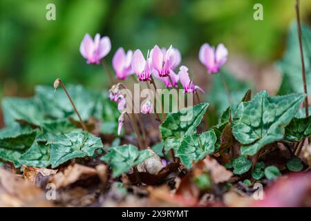 Grazioso fiore rosa autunnale ciclamino hederifolium (ciclamino lievitato d'edera) fiori e foglie primo piano Foto Stock