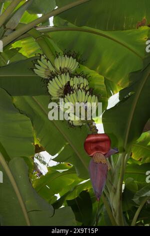 Banana Tree con frutta e fiore Foto Stock