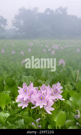 Mattinata in un lago coperto di giacinti d'acqua (Eichhornia crassipes), Brazos Bend State Park, Texas, Stati Uniti. Foto Stock