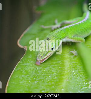 Lucertola anolica verde (Anolis carolinensis) che lecca gocce di pioggia da un cactus, Galveston Island, Texas, USA. Foto Stock